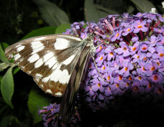 Deuil papillon