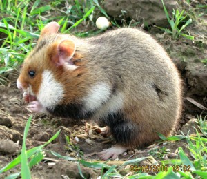 Cricetus cricetus, ou grand Hamster d’Alsace. Source : Wikipédia