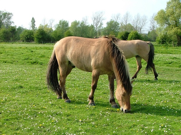 Chevaux henson au pré