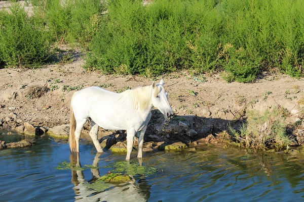 Cheval camargue utilisé pour les randonnées équestres